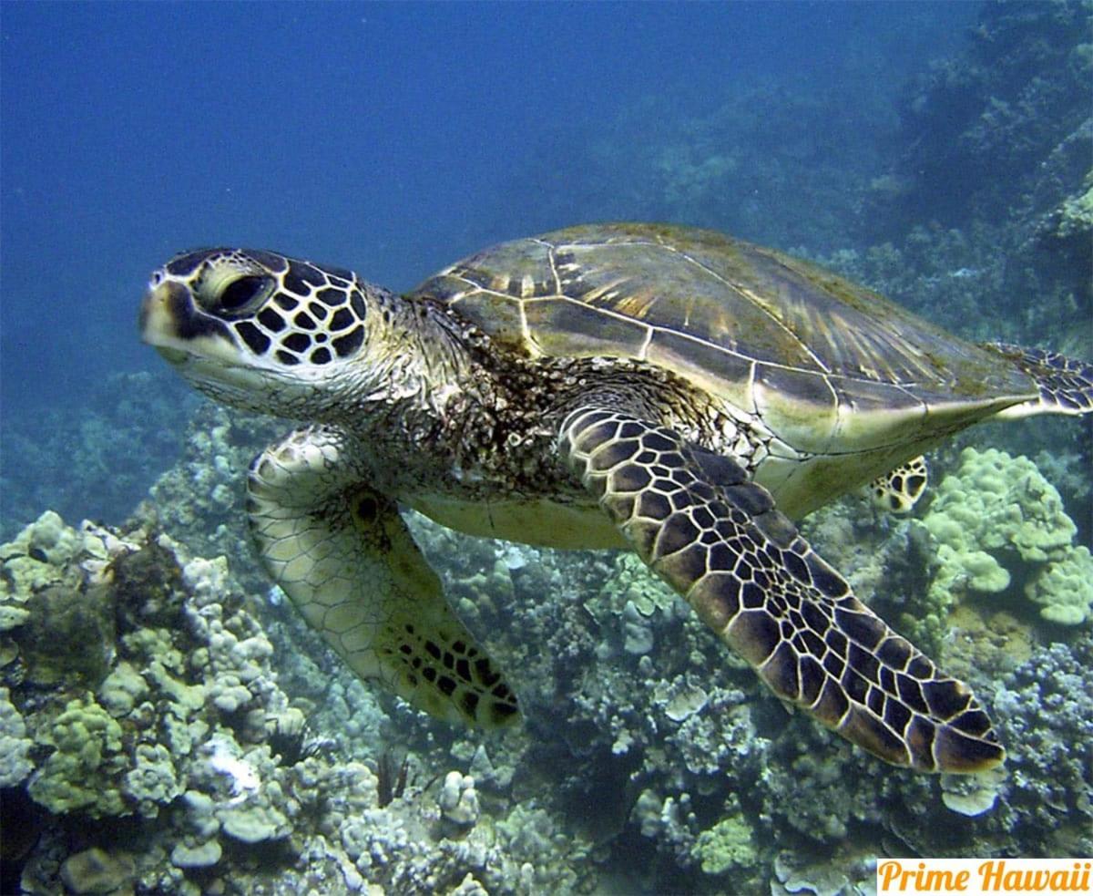 Pats At Punalu'U - Beachfront Condo 7 Hau'ula Zewnętrze zdjęcie